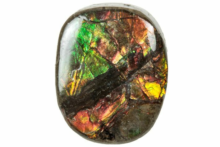 Iridescent Ammolite (Fossil Ammonite Shell) - Alberta #320780